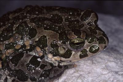 Eurasian Green Toad, Eurasian green toad