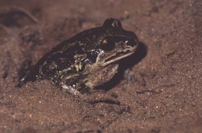 Spadefoot Toad, Garlic Toad, Pelobates fuscus