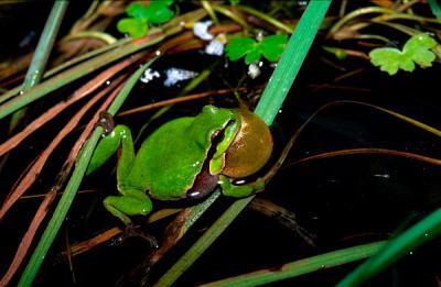 Common Tree Frog, Hyla arborea