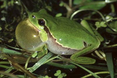 Common Tree Frog, Hyla arborea