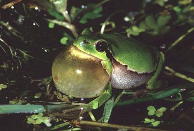 Common Tree Frog, Hyla arborea