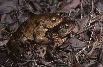 Common Toad mating. Bufo bufo