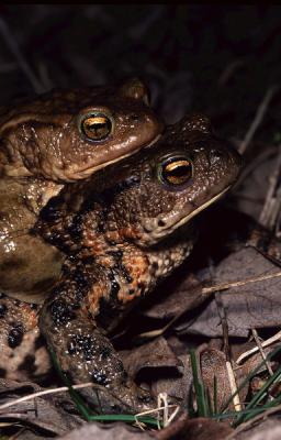 Common Toad mating. Bufo bufo
