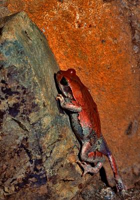Red Toad, Schismaderma Carens