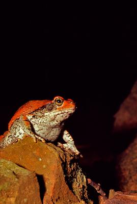 Red Toad, Schismaderma Carens