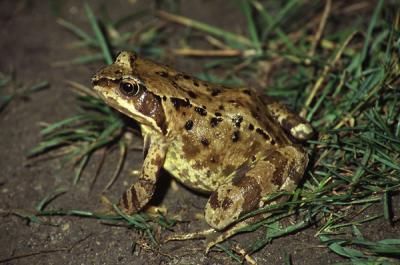 Common frog, Rana temporaria