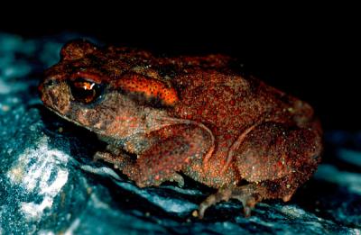 Common Toad, Bufo bufo