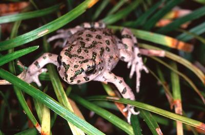 Eurasian Green Toad, Eurasian green toad
