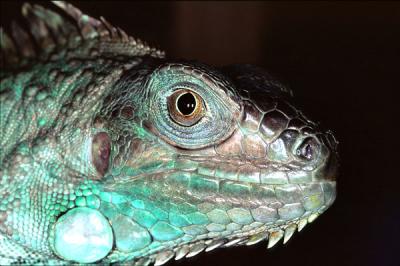 Green Iguana