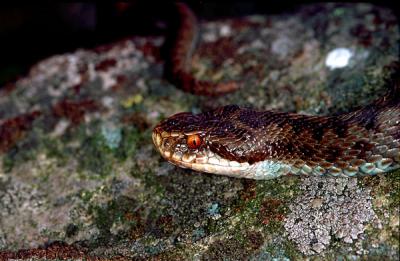 Vipera, Vipera berus