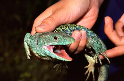 Ocellated Lizard