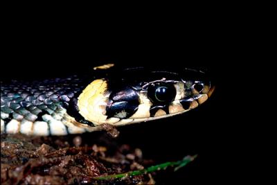 Grass Snake, Natrix natrix