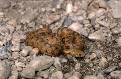 Viperine Snake 