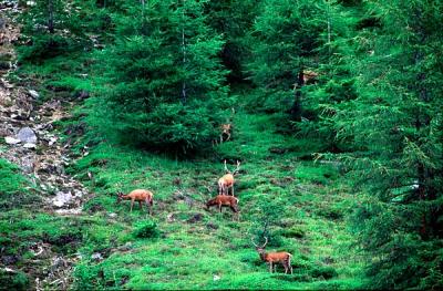 Red Deer in the Alps