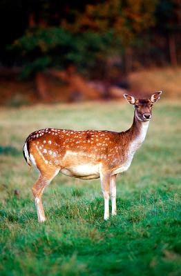 Fallow Deer