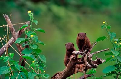 Dwarf mongoose, Helogale parvula