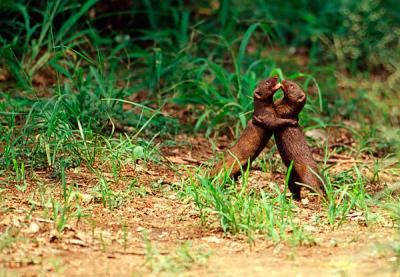 Dwarf mongoose, Helogale parvula