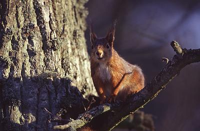 Red Squirrel