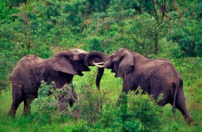 Elephant fighting