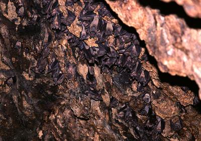 Bats in a cave