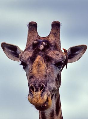 Giraffe and Oxpecker