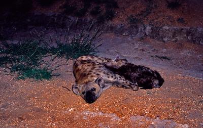 Hyaena with young