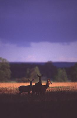 Red Deer