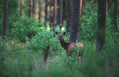 Red Deer