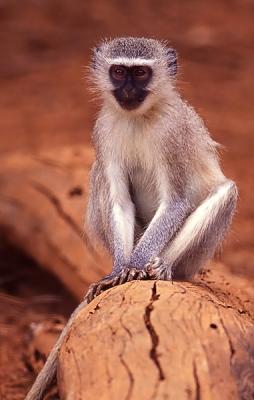 Vervet monkey, Black-faced vervet monkey, Cercopithecus (aethiops).