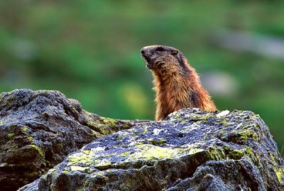 Marmot