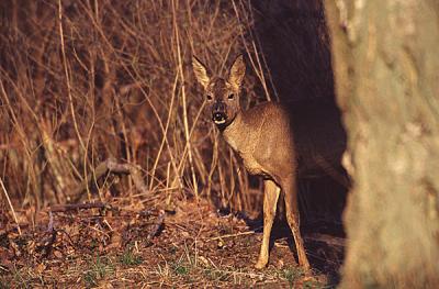 Roe deer (Capreolus capreolus)