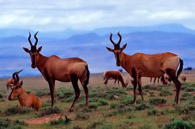 Red hartbeest, Alcelaphus buselaphus