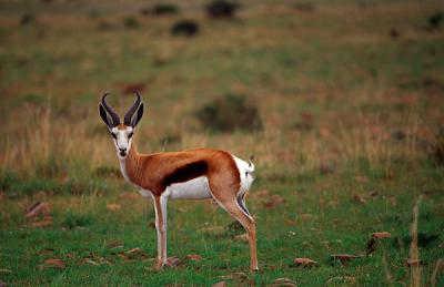 Springbuck, Springbok, Antidorcas marsupialis