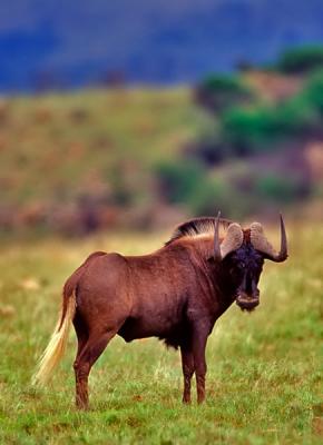 Black wildebeest, White-tailed gnu, Connochaetes gnou