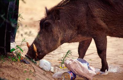 Warthog, Phacochoerus aethiopicus