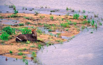 Waterbuck, Kobus ellipsiprymnus