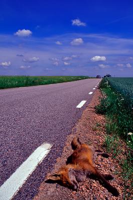 Red Fox, Roadkilled