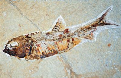 fossilfisk.jpg