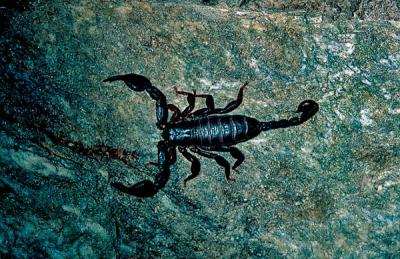 skorpionsten.jpg