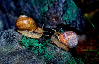 Roman snails