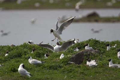 Black-headed Gull