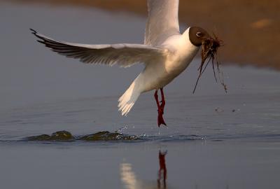 Black-headed Gull