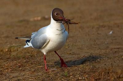 Black-headed Gull