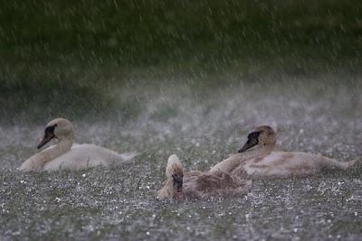 Mute Swan in heavy rain