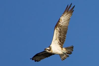 Osprey, Pandion haliaetus