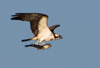 Osprey, Pandion haliaetus