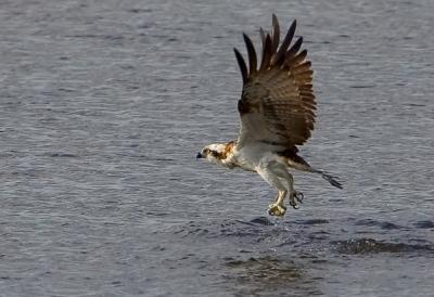 Osprey, Pandion haliaetus