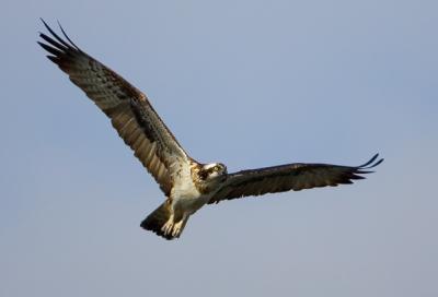 Osprey, Pandion haliaetus