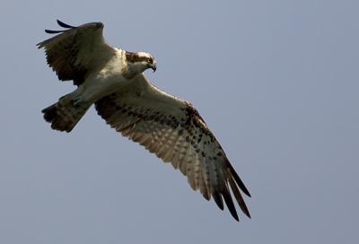 Osprey, Pandion haliaetus