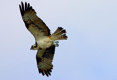 Osprey, Pandion haliaetus